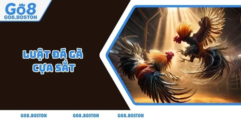 Luật đá gà cựa sắt