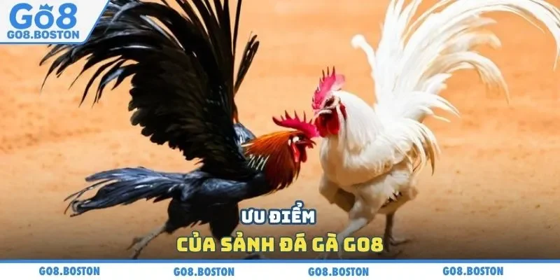 Ưu điểm của sảnh đá gà GO8